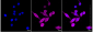 KD-Validated Anti-Stat3 Rabbit Monoclonal Antibody